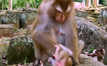 A hungry baby reaches toward its mother, appearing to seek milk and comfort. The emotional interaction highlights the strong bond between mother and child in a touching moment.