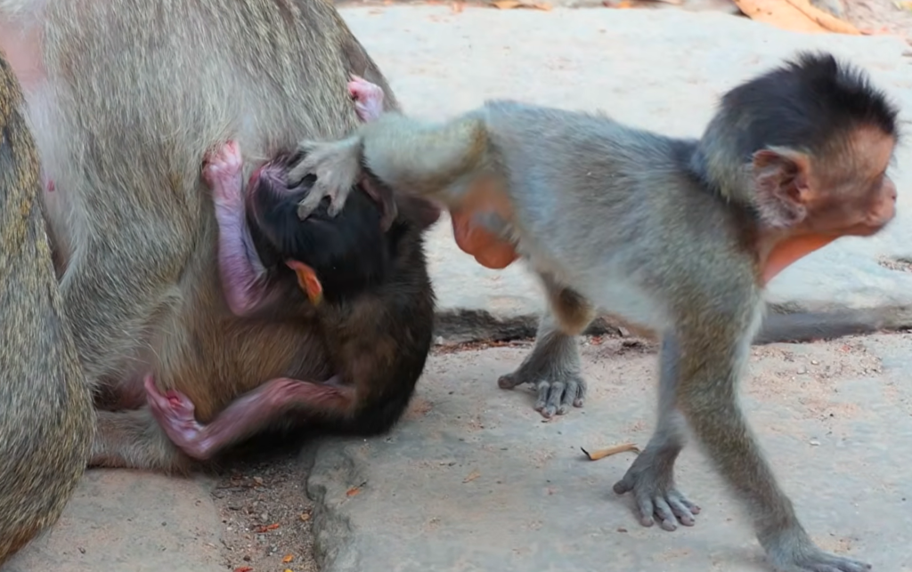 A newborn baby monkey named Meeko appears tired and low on energy after not drinking milk throughout the day. The tiny infant stays close to caregivers while showing signs of weakness, creating a touching and emotional moment that highlights the challenges faced by newborn animals.
