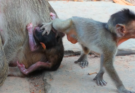 A newborn baby monkey named Meeko appears tired and low on energy after not drinking milk throughout the day. The tiny infant stays close to caregivers while showing signs of weakness, creating a touching and emotional moment that highlights the challenges faced by newborn animals.