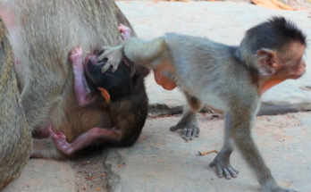 A newborn baby monkey named Meeko appears tired and low on energy after not drinking milk throughout the day. The tiny infant stays close to caregivers while showing signs of weakness, creating a touching and emotional moment that highlights the challenges faced by newborn animals.