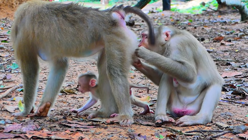 A touching scene showing Monkey Lila gently greeting Baby Fanta with a sweet kiss. The affectionate interaction highlights the strong bond and loving connection between the two monkeys, creating a heartwarming family moment.