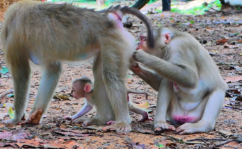 A touching scene showing Monkey Lila gently greeting Baby Fanta with a sweet kiss. The affectionate interaction highlights the strong bond and loving connection between the two monkeys, creating a heartwarming family moment.