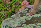 A caring mother monkey quickly comforts and protects Baby Alfie after a small fall. The touching moment highlights the strong bond between mother and baby as Alfie receives reassurance and safety from Mom.