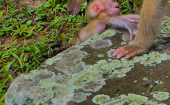 A caring mother monkey quickly comforts and protects Baby Alfie after a small fall. The touching moment highlights the strong bond between mother and baby as Alfie receives reassurance and safety from Mom.