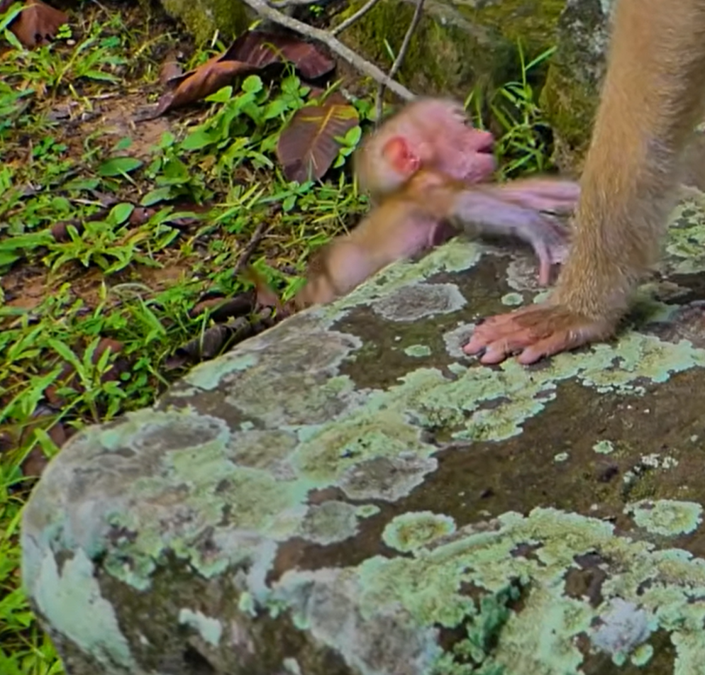 A caring mother monkey quickly comforts and protects Baby Alfie after a small fall. The touching moment highlights the strong bond between mother and baby as Alfie receives reassurance and safety from Mom.