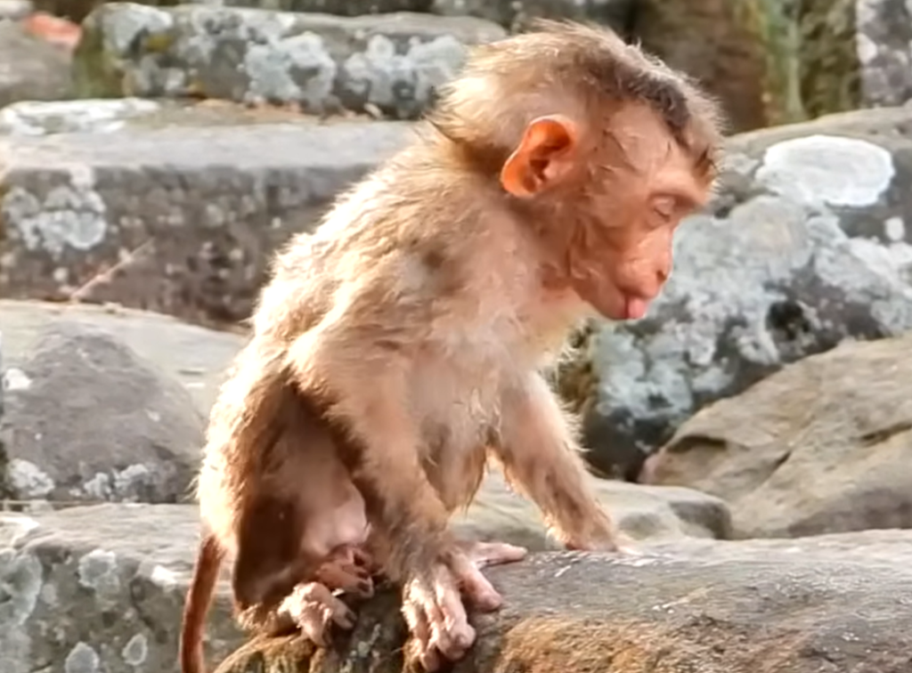 Baby monkey Leo with an eye condition sits quietly before rescue workers provide medical care and treatment.