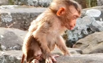 Baby monkey Leo with an eye condition sits quietly before rescue workers provide medical care and treatment.