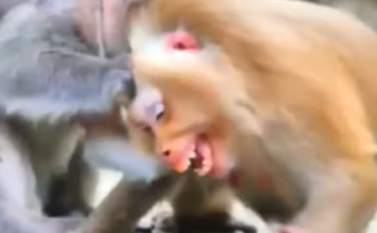 A pregnant mother monkey sits protectively while appearing distressed after a confrontation with an older monkey. Her emotional expression reflects concern for her safety and the baby she is carrying.
