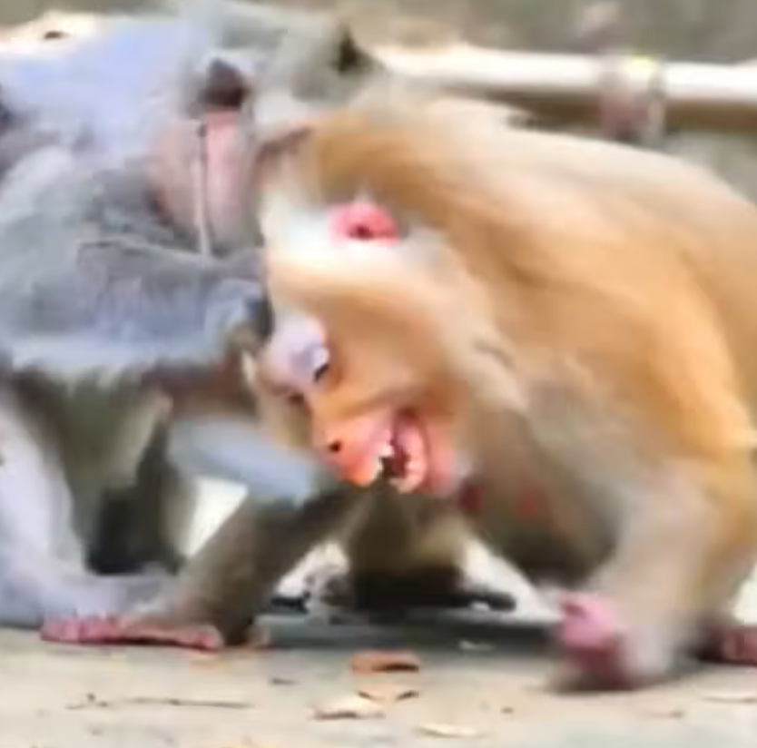 A pregnant mother monkey sits protectively while appearing distressed after a confrontation with an older monkey. Her emotional expression reflects concern for her safety and the baby she is carrying.