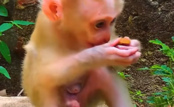 A caring mother monkey named Libby gently encourages her young son to walk and become more independent. Despite her efforts, the little monkey still relies heavily on his mother and needs more time to learn and grow.