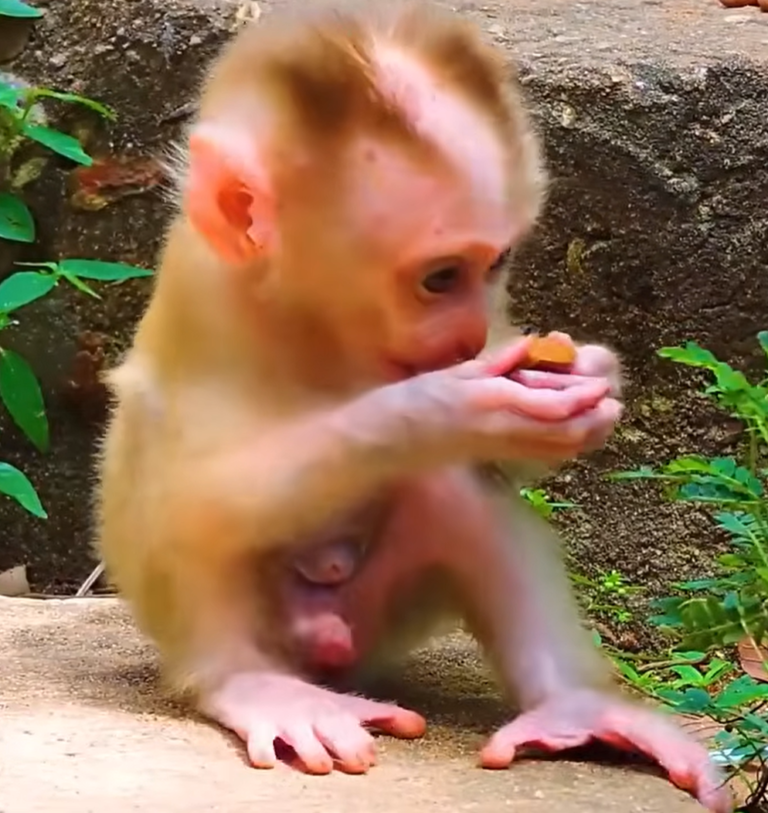 A Monkey Mom Teaches Independence to Her Little Son