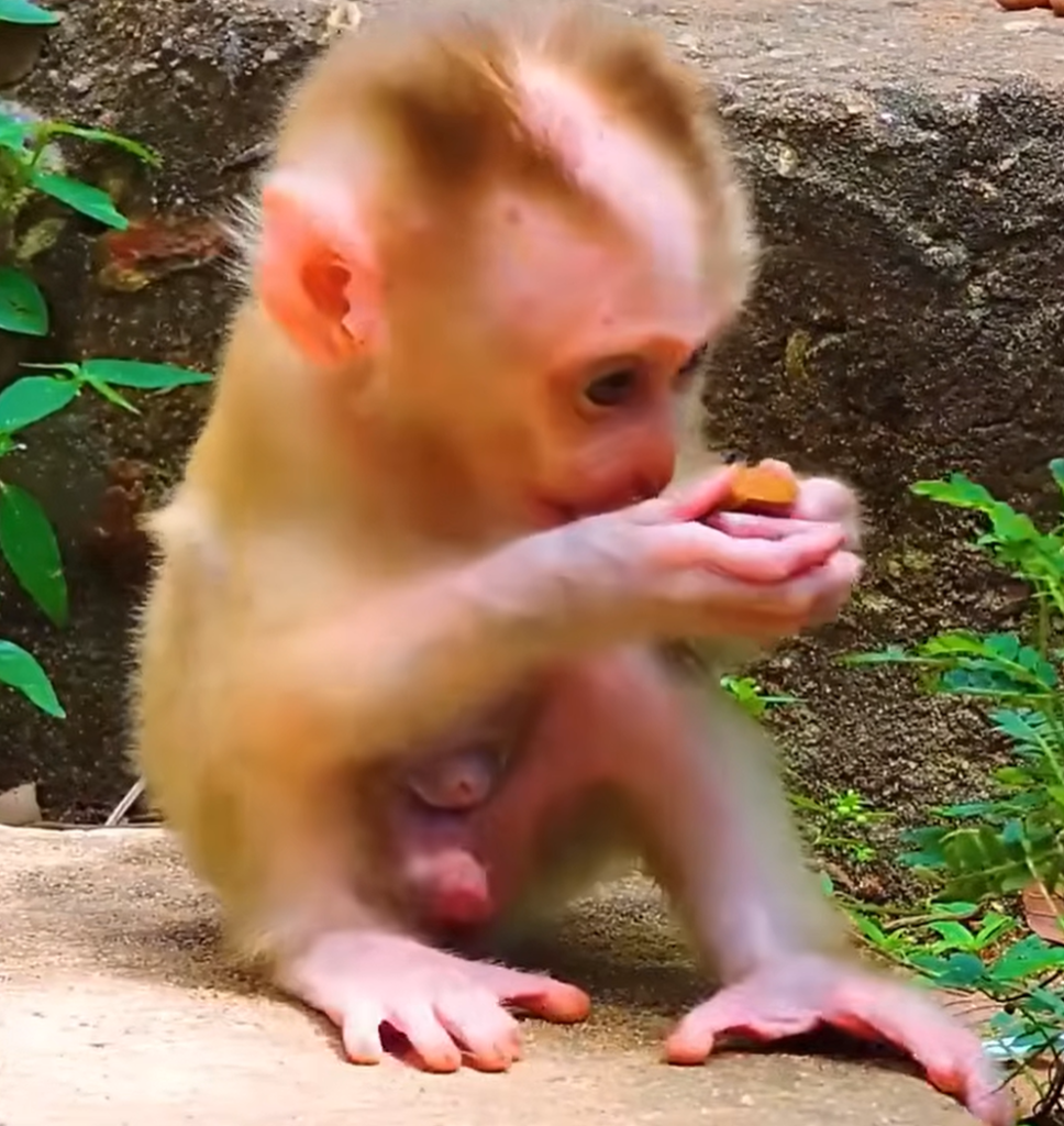A caring mother monkey named Libby gently encourages her young son to walk and become more independent. Despite her efforts, the little monkey still relies heavily on his mother and needs more time to learn and grow.
