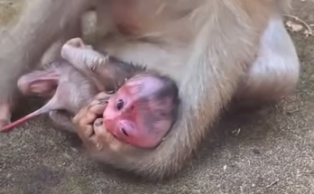 Several premature baby monkeys resting closely together while receiving gentle care and protection during their early development.