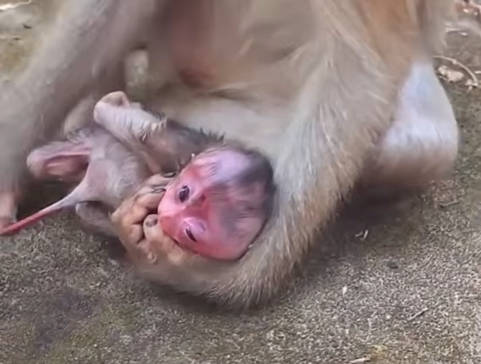 Several premature baby monkeys resting closely together while receiving gentle care and protection during their early development.