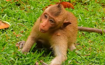 Vichy, an injured monkey, rests while receiving care after a motorbike accident that caused a head injury. His recovery journey highlights resilience, compassion, and hope during a difficult time.