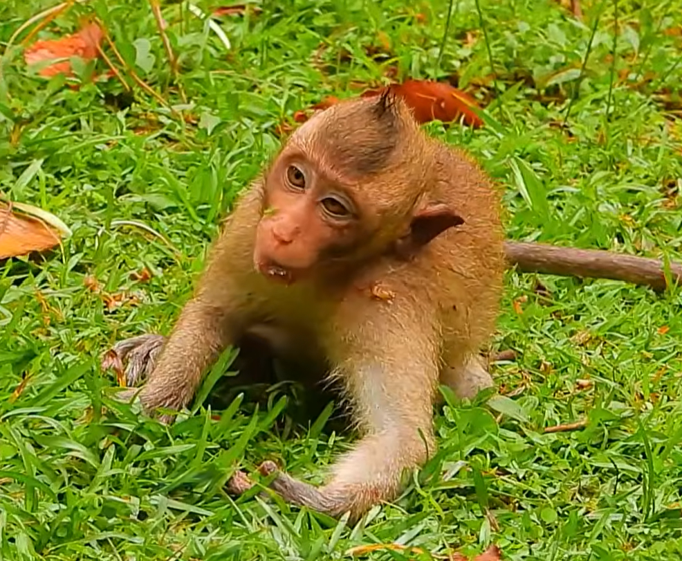 Vichy, an injured monkey, rests while receiving care after a motorbike accident that caused a head injury. His recovery journey highlights resilience, compassion, and hope during a difficult time.