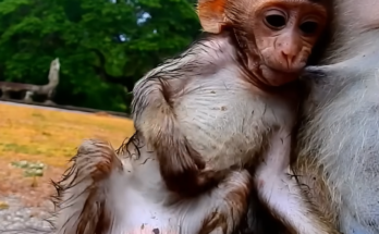 Baby monkey NINO sits on a branch while repeatedly scratching an itchy area, showing curious and playful behavior during a peaceful day outdoors.