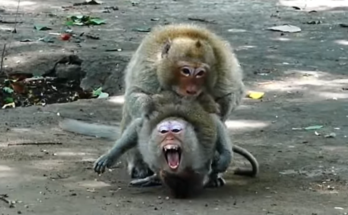 A pair of monkeys appear alert and protective in a natural outdoor setting. The couple stays close together during a tense moment, displaying strong bonds, teamwork, and determination while navigating a challenging situation.