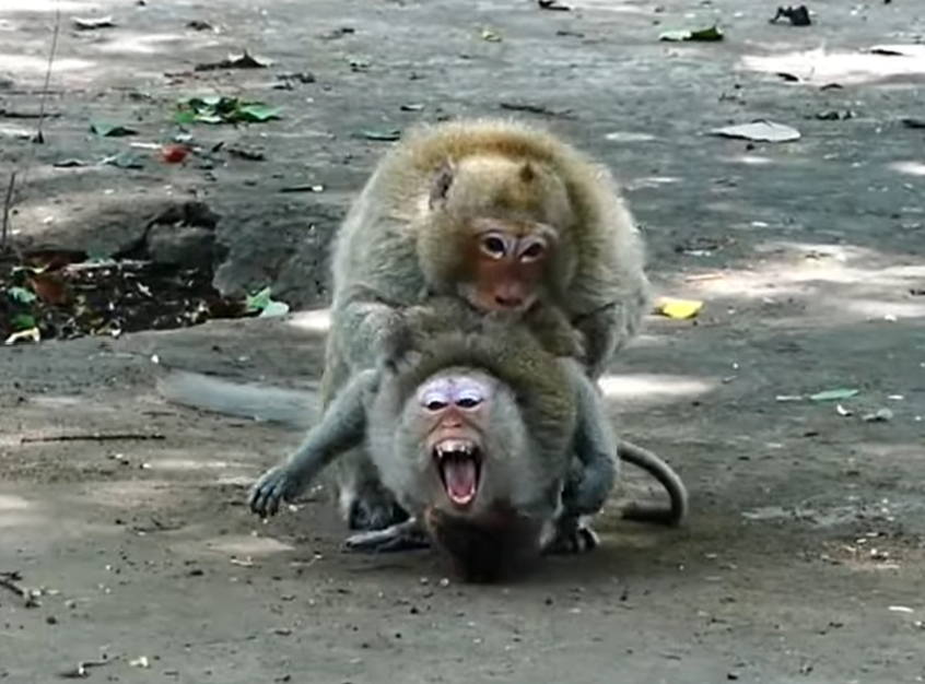 A pair of monkeys appear alert and protective in a natural outdoor setting. The couple stays close together during a tense moment, displaying strong bonds, teamwork, and determination while navigating a challenging situation.