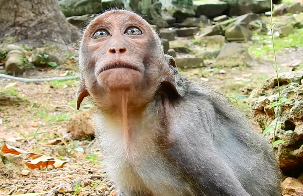 A young monkey named JULINA cries loudly while reaching toward her mother, appearing to seek comfort and milk. The mother monkey remains nearby but encourages independence as the growing youngster struggles with the transition from infancy.
