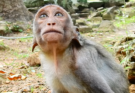 A young monkey named JULINA cries loudly while reaching toward her mother, appearing to seek comfort and milk. The mother monkey remains nearby but encourages independence as the growing youngster struggles with the transition from infancy.