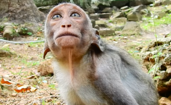 A young monkey named JULINA cries loudly while reaching toward her mother, appearing to seek comfort and milk. The mother monkey remains nearby but encourages independence as the growing youngster struggles with the transition from infancy.