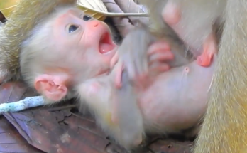 Baby Alfie sits comfortably while Mom Amanda lovingly gives him a warm kiss, creating a touching family moment filled with affection, comfort, and happiness.