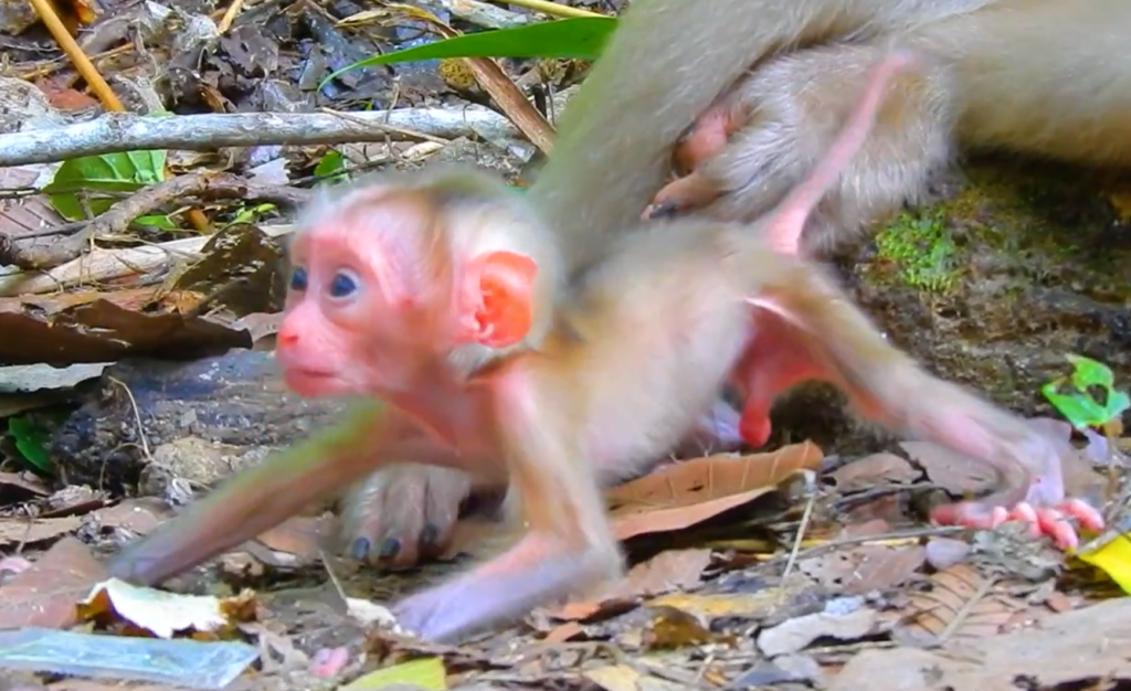 A sleepy baby monkey named Alfie stays close to his mother Amanda while searching for a comfortable place to rest. Amanda appears calm and independent as Alfie gently seeks comfort before naptime.