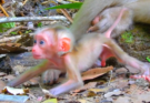 A sleepy baby monkey named Alfie stays close to his mother Amanda while searching for a comfortable place to rest. Amanda appears calm and independent as Alfie gently seeks comfort before naptime.