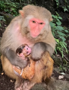 A young first-time monkey mother carefully holds her newborn baby while learning how to care for him.