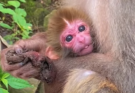 A young first-time monkey mother carefully holds her newborn baby while learning how to care for him.