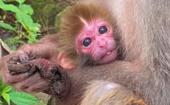 A young first-time monkey mother carefully holds her newborn baby while learning how to care for him.