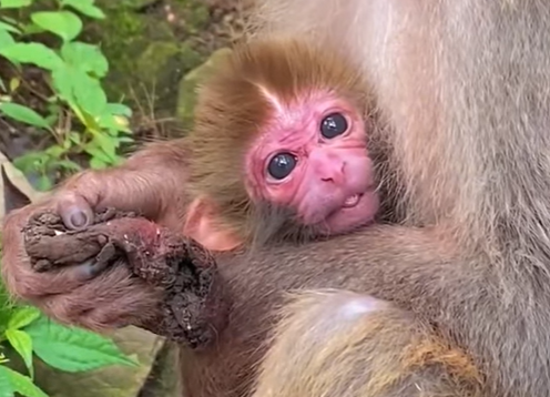 A young first-time monkey mother carefully holds her newborn baby while learning how to care for him.