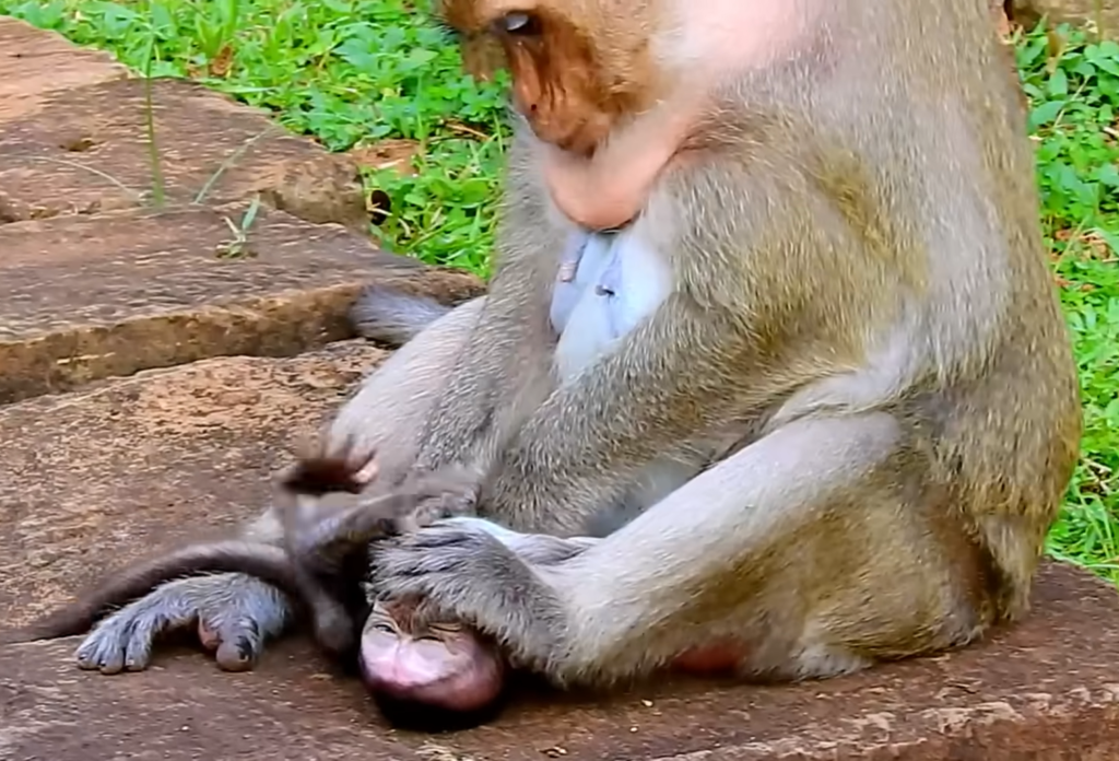 A tired mother monkey named Dana sits quietly while her baby Daniela stays close beside her. Dana appears exhausted and struggles to produce enough milk, yet Daniela continues seeking comfort and affection from her mother, creating an emotional scene that highlights the powerful bond between mother and baby.