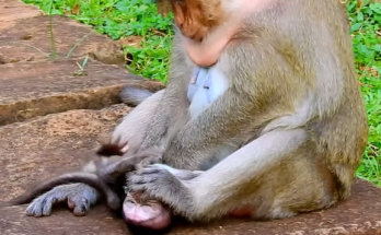 A tired mother monkey named Dana sits quietly while her baby Daniela stays close beside her. Dana appears exhausted and struggles to produce enough milk, yet Daniela continues seeking comfort and affection from her mother, creating an emotional scene that highlights the powerful bond between mother and baby.