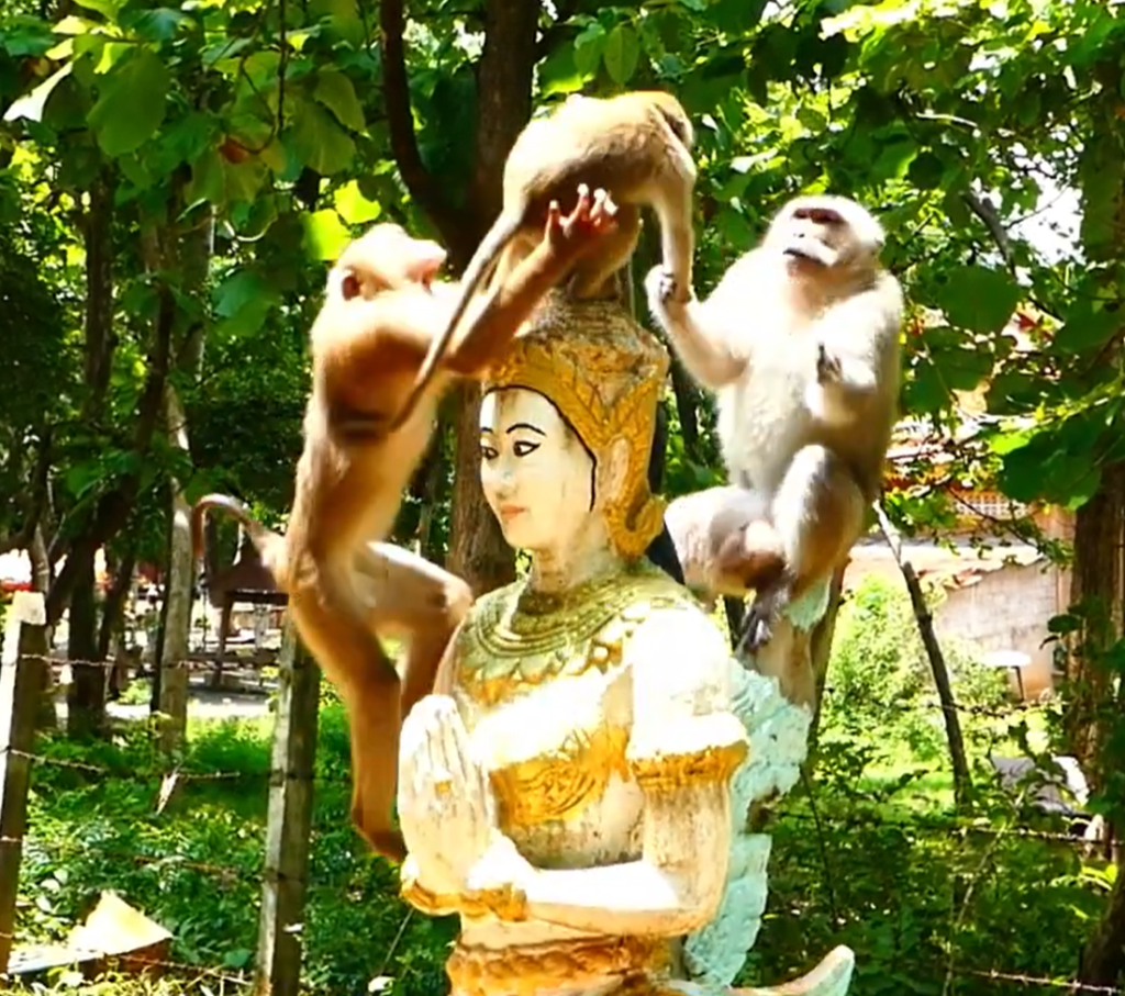A recently released monkey sits quietly in a natural environment, appearing cautious and hopeful while looking toward a nearby group of wild monkeys. The touching scene highlights its search for acceptance, companionship, and a new beginning in the wild.