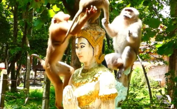 A recently released monkey sits quietly in a natural environment, appearing cautious and hopeful while looking toward a nearby group of wild monkeys. The touching scene highlights its search for acceptance, companionship, and a new beginning in the wild.