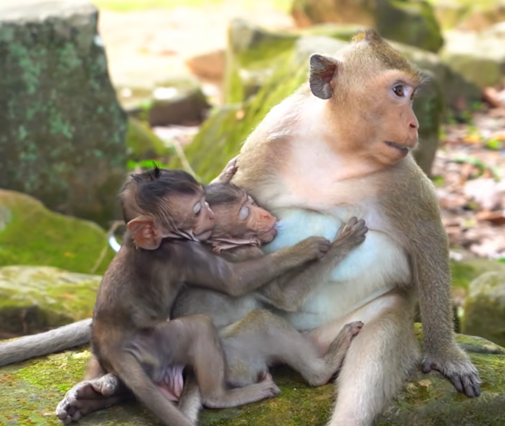 A playful young monkey named Dimitry uses a clever and funny trick to sneak milk from little Avery, creating an adorable and entertaining moment that showcases their unique personalities and friendship.