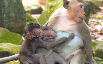 A playful young monkey named Dimitry uses a clever and funny trick to sneak milk from little Avery, creating an adorable and entertaining moment that showcases their unique personalities and friendship.
