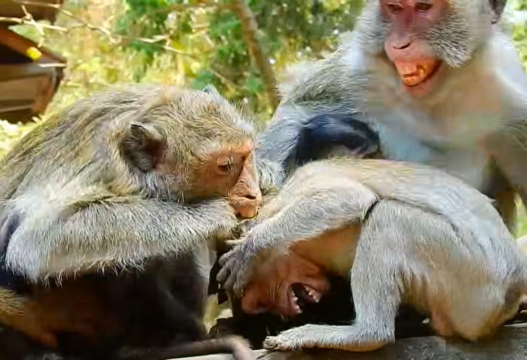 Blacky, an older monkey, reacts with playful frustration as Janet, a growing young monkey, continues seeking comfort and milk from their mother Jane during a funny family interaction.