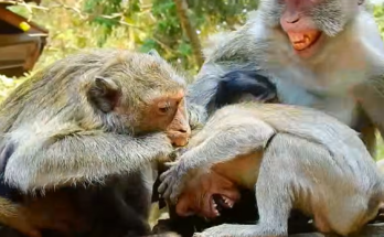 Blacky, an older monkey, reacts with playful frustration as Janet, a growing young monkey, continues seeking comfort and milk from their mother Jane during a funny family interaction.