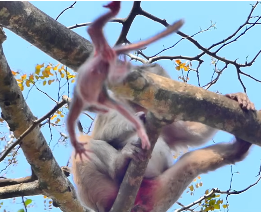 Just one day after birth, this tiny newborn faced an unexpected challenge high above the ground. Witness a powerful story of survival, instinct, and resilience.