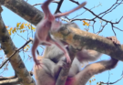 A newborn monkey only one day old clings near its elderly mother high in a tree during a tense and emotional moment in the wild.