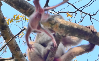 A newborn monkey only one day old clings near its elderly mother high in a tree during a tense and emotional moment in the wild.
