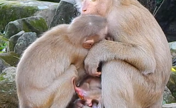 A newborn monkey named Alfie shares a peaceful moment with a smart long-tailed baby while Amanda calmly accepts and cares for both, creating a heartwarming family scene.