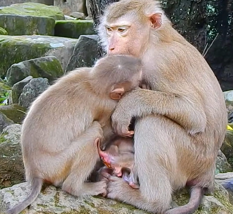 Amanda Welcomes a Long-Tailed Baby Beside Newborn Alfie
