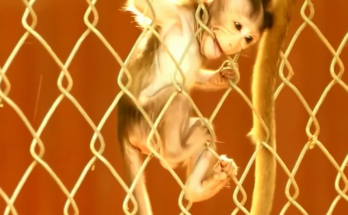 A caring mother monkey sits closely with her newborn baby monkeys, gently protecting and nurturing them in a peaceful natural setting.