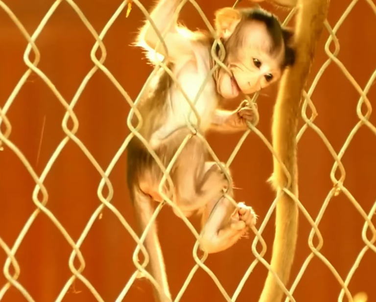 A Mother Gently Cares for Her Newborn Babies