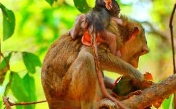 A newborn monkey, only two days old, clings closely to its mother on a tree branch while carefully learning to climb in its natural forest habitat.