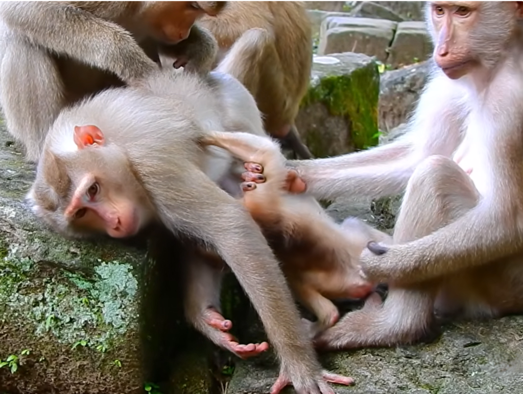 A newborn monkey named Alfie is seen near his mother Amanda while a larger monkey approaches. The scene captures a tense moment as family members react to protect the vulnerable infant.